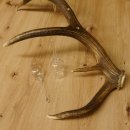 Schnapsanbieter 6 kleine Gläser Steckglas mit Stiel auf Rothirschstange Geschenk 27.60.2.43