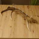 Schnapsanbieter 6 kleine Gläser Steckglas mit Stiel auf Rothirschstange Geschenk 27.60.2.45