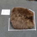 GRIZZLY Bär Bärenfellrest Fell Bär mit...