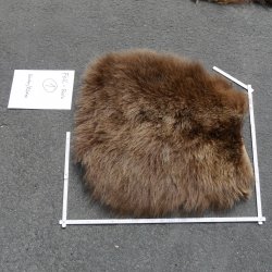 GRIZZLY Bär Bärenfellrest Fell Bär mit Genehmigung zum Verkauf Fellpaket 1