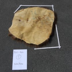 GRIZZLY Bär Bärenfellrest Fell Bär mit Genehmigung zum Verkauf Fellpaket 1