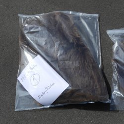 GRIZZLY Bär Bärenfellrest Fell Bär mit Genehmigung zum Verkauf Fellpaket 1