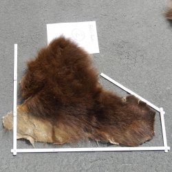 GRIZZLY Bär Bärenfellrest Fell Bär mit Genehmigung zum Verkauf Fellpaket 2