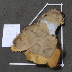 GRIZZLY Bär Bärenfellrest Fell Bär mit Genehmigung zum Verkauf Fellpaket 2