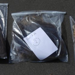 GRIZZLY Bär Bärenfellrest Fell Bär mit Genehmigung zum Verkauf Fellpaket 2