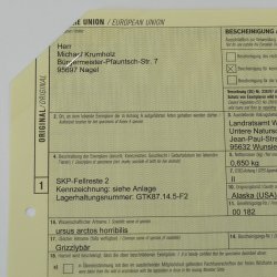 GRIZZLY Bär Bärenfellrest Fell Bär mit Genehmigung zum Verkauf Fellpaket 2