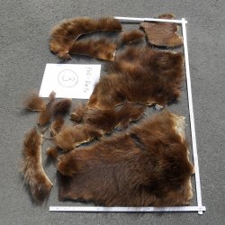 GRIZZLY Bär Bärenfellrest Fell Bär mit Genehmigung zum Verkauf Fellpaket 3