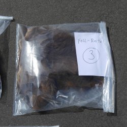 GRIZZLY Bär Bärenfellrest Fell Bär mit Genehmigung zum Verkauf Fellpaket 3