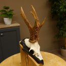 Rehgeweih Gewicht 385 g kapitales Reh Gehörn Bock Rehgehörn Geweih Schild 609.79