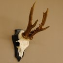 Rehgeweih Gewicht 385 g kapitales Reh Gehörn Bock...