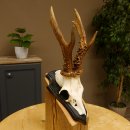 Rehgeweih Gewicht 385 g kapitales Reh Gehörn Bock Rehgehörn Geweih Schild 609.79