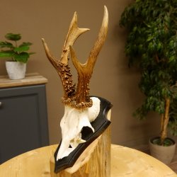 Rehgeweih Gewicht 385 g kapitales Reh Gehörn Bock Rehgehörn Geweih Schild 609.79