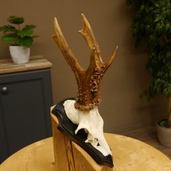 Rehgeweih Gewicht 385 g kapitales Reh Gehörn Bock Rehgehörn Geweih Schild 609.79