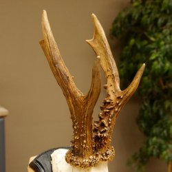 Rehgeweih Gewicht 385 g kapitales Reh Gehörn Bock Rehgehörn Geweih Schild 609.79