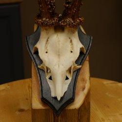 Rehgeweih Gewicht 385 g kapitales Reh Gehörn Bock Rehgehörn Geweih Schild 609.79