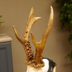 Rehgeweih Gewicht 385 g kapitales Reh Gehörn Bock Rehgehörn Geweih Schild 609.79