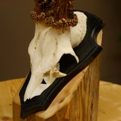 Rehgeweih Gewicht 385 g kapitales Reh Gehörn Bock Rehgehörn Geweih Schild 609.79