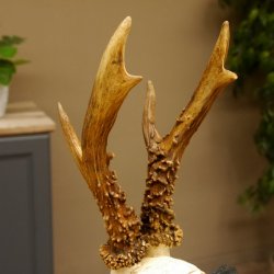 Rehgeweih Gewicht 385 g kapitales Reh Gehörn Bock Rehgehörn Geweih Schild 609.79