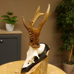 Rehgeweih Gewicht 385 g kapitales Reh Gehörn Bock Rehgehörn Geweih Schild 609.79