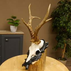 Rehgeweih HL 26,7 cm Rehbock Gewicht 405 g Bock Reh Geweih Gehörn geschnitztem Trophäenschild