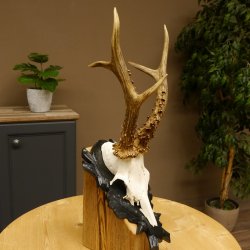 Rehgeweih HL 26,7 cm Rehbock Gewicht 405 g Bock Reh Geweih Gehörn geschnitztem Trophäenschild