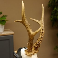 Rehgeweih HL 26,7 cm Rehbock Gewicht 405 g Bock Reh Geweih Gehörn geschnitztem Trophäenschild