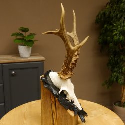 Rehgeweih HL 26,7 cm Rehbock Gewicht 405 g Bock Reh Geweih Gehörn geschnitztem Trophäenschild