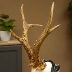 Rehgeweih HL 26,7 cm Rehbock Gewicht 405 g Bock Reh Geweih Gehörn geschnitztem Trophäenschild