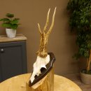 Rehgeweih "Mörderbock" HL 24 cm Reh Bock...
