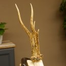Rehgeweih "Mörderbock" HL 24 cm Reh Bock Geweih Rehbock auf Trophäenschild