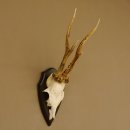 Rehgeweih "Mörderbock" HL 24 cm Reh Bock Geweih Rehbock auf Trophäenschild