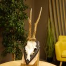 Rehgeweih "Mörderbock" HL 24 cm Reh Bock Geweih Rehbock auf Trophäenschild