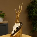 Rehgeweih "Mörderbock" HL 24 cm Reh Bock Geweih Rehbock auf Trophäenschild