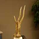 Rehgeweih "Mörderbock" HL 24 cm Reh Bock Geweih Rehbock auf Trophäenschild