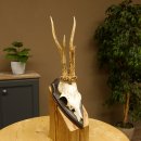 Rehgeweih "Mörderbock" HL 24 cm Reh Bock Geweih Rehbock auf Trophäenschild