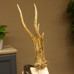 Rehgeweih "Mörderbock" HL 24 cm Reh Bock Geweih Rehbock auf Trophäenschild