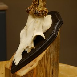 Rehgeweih "Mörderbock" HL 24 cm Reh Bock Geweih Rehbock auf Trophäenschild