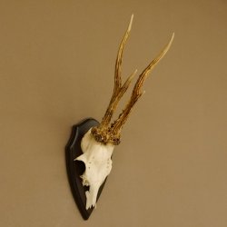 Rehgeweih "Mörderbock" HL 24 cm Reh Bock Geweih Rehbock auf Trophäenschild