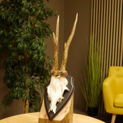 Rehgeweih "Mörderbock" HL 24 cm Reh Bock Geweih Rehbock auf Trophäenschild