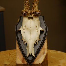 Rehgeweih "Mörderbock" HL 24 cm Reh Bock Geweih Rehbock auf Trophäenschild