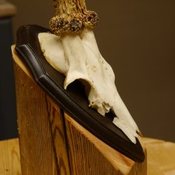 Rehgeweih "Mörderbock" HL 24 cm Reh Bock Geweih Rehbock auf Trophäenschild