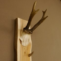 Schlüsselbrett Geweih Stange handgefertigt Schlüssel Unikat 6 Spitzen Haken Rehgeweih 27.8.116