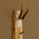 Schlüsselbrett Geweih Stange handgefertigt Schlüssel Unikat 6 Spitzen Haken Rehgeweih 27.8.117