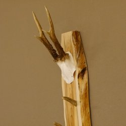 Schlüsselbrett Geweih Stange handgefertigt Schlüssel Unikat 6 Spitzen Haken Rehgeweih 27.8.117