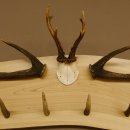 Geweih Garderobe mit 6 Spitzen Haken auf Holzbrett 2x Stangen Wandgarderobe Unikat 27.8.119