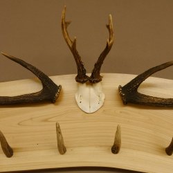 Geweih Garderobe mit 6 Spitzen Haken auf Holzbrett 2x Stangen Wandgarderobe Unikat 27.8.119