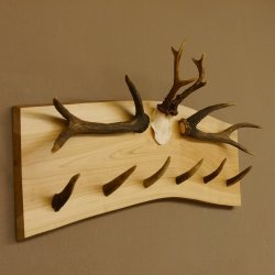 Geweih Garderobe mit 6 Spitzen Haken auf Holzbrett 2x Stangen Wandgarderobe Unikat 27.8.119