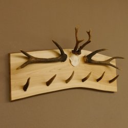 Geweih Garderobe mit 6 Spitzen Haken auf Holzbrett 2x Stangen Wandgarderobe Unikat 27.8.119