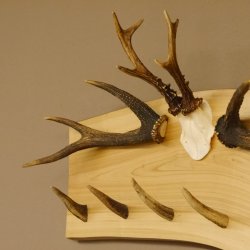 Geweih Garderobe mit 6 Spitzen Haken auf Holzbrett 2x Stangen Wandgarderobe Unikat 27.8.119