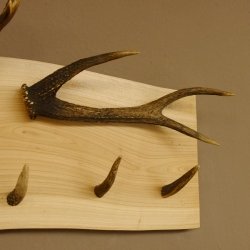 Geweih Garderobe mit 6 Spitzen Haken auf Holzbrett 2x Stangen Wandgarderobe Unikat 27.8.119